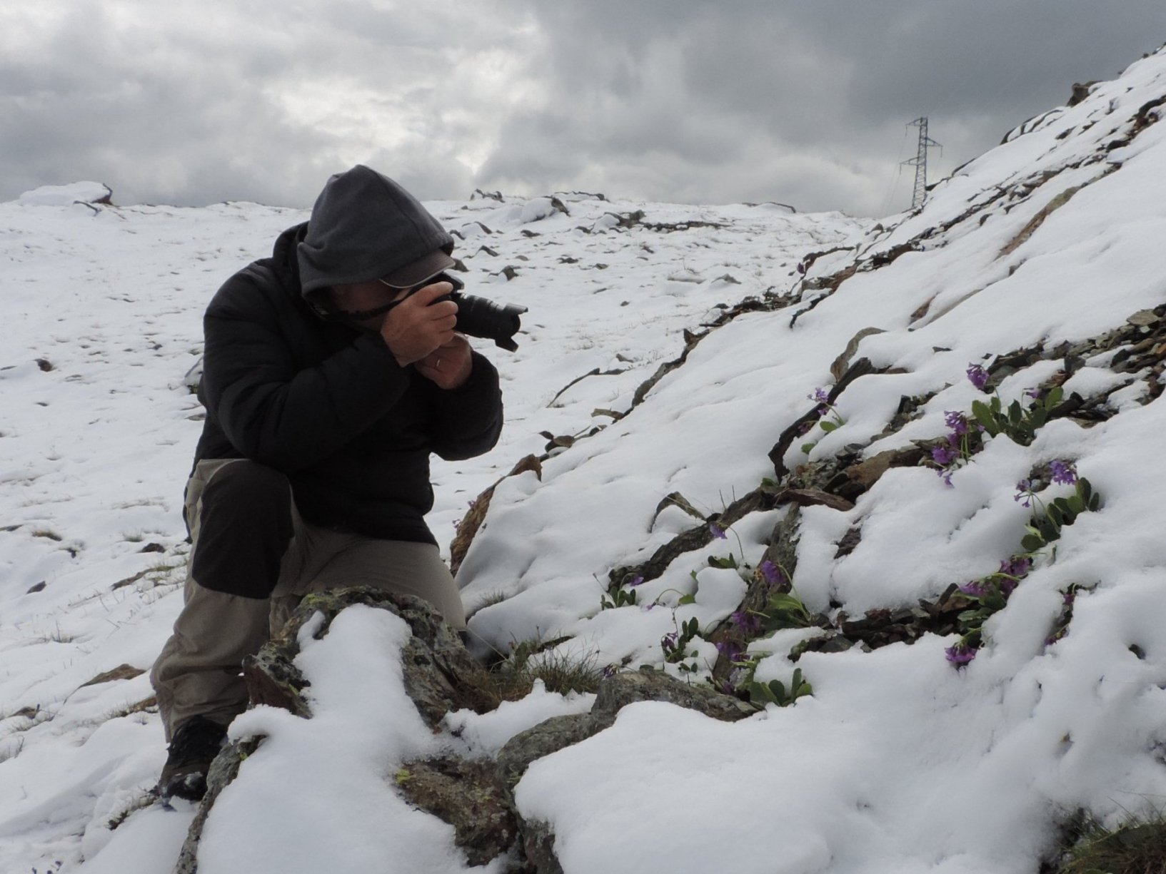 La dura vita dei fiori di montagna